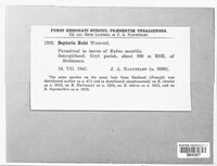 Mycosphaerella rubi image